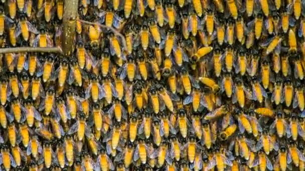 Panal de abeja en el lapso de tiempo del árbol — Vídeo de stock