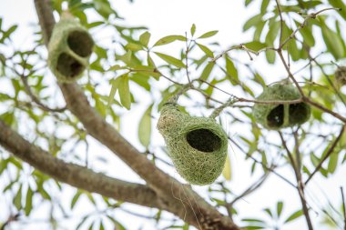 Weaver yuva ağaç üzerinde