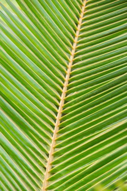 palmiye yaprağı arka plan