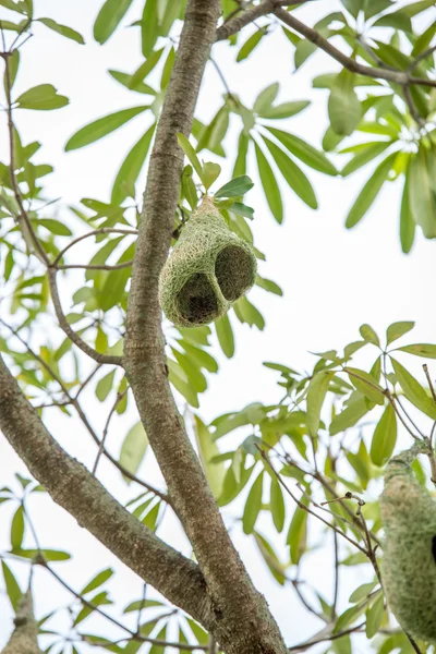 Гнездо на дереве — стоковое фото