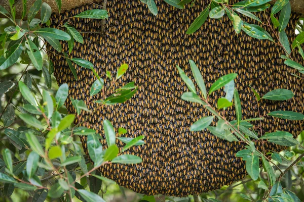 Panal en el árbol — Foto de Stock