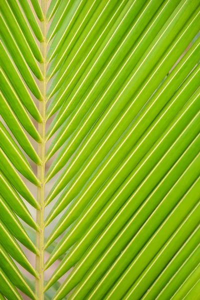 Sfondo foglia di palma — Foto Stock