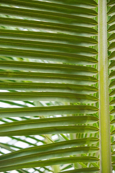 棕榈叶背景 — 图库照片