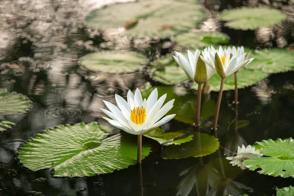 Witte lelie in de vijver — Stockfoto