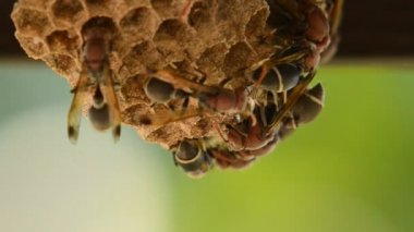 Çatı duvardaki eşekarısı yuvası