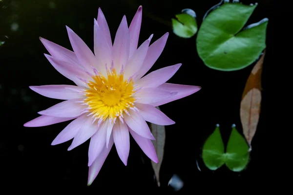 池のピンクリリー — ストック写真