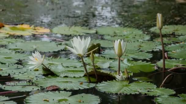 White Water Lily Closing Time Lapse — Stock Video