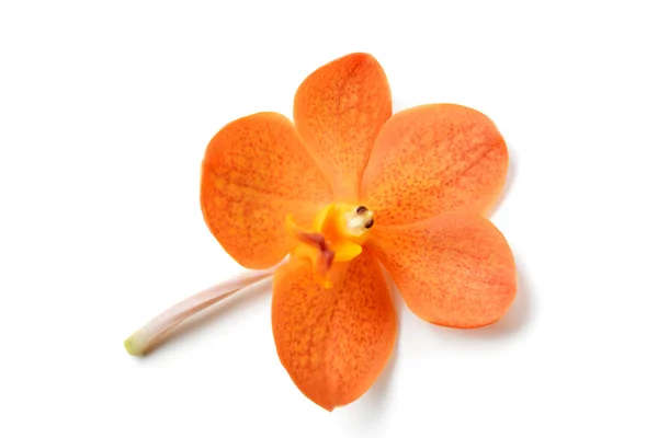 Orange orkidé blomma — Stockfoto