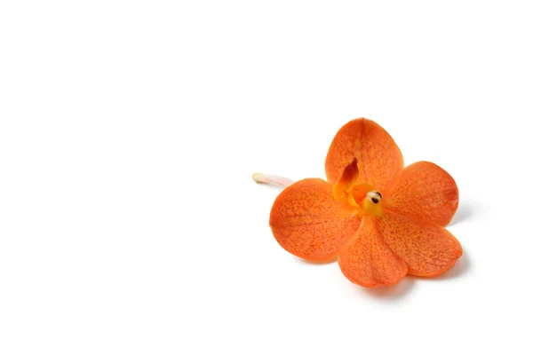 Oranje orchideebloem — Stockfoto