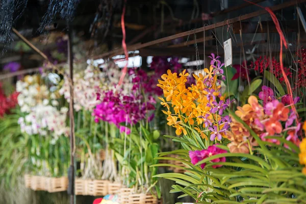 Orchideebloem winkel — Stockfoto