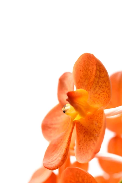 Fleur d'orchidée orange — Photo