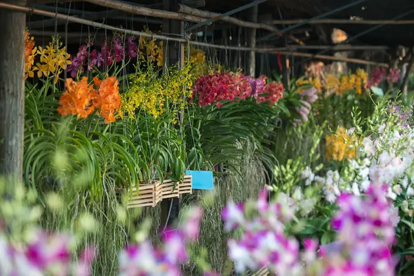 Orchideebloem winkel — Stockfoto