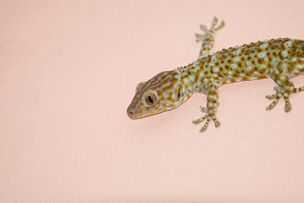 Gecko na zdi — Stock fotografie