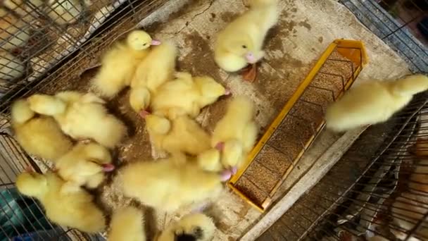 Ducklings in a cage — Stock Video
