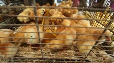 Bebek civcivlerin bir kafes içinde