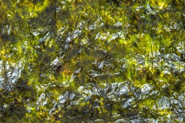 Kuru deniz yosunu arka plan