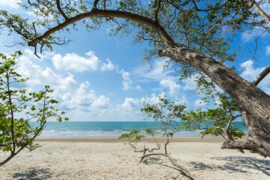 Ağaç ile tropikal plaj