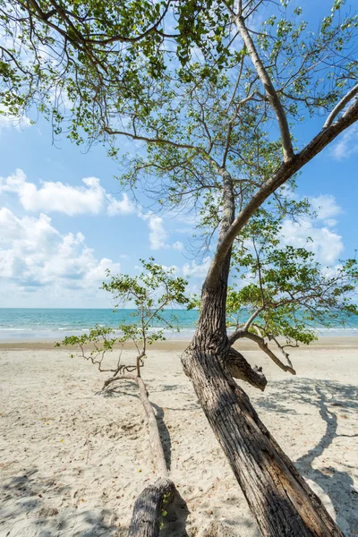 热带海滩与树 — 图库照片