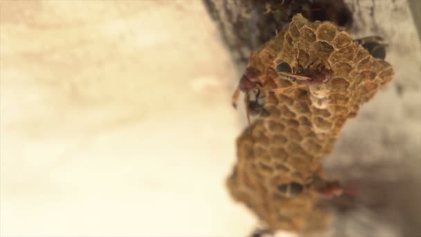 屋根壁にスズメバチの巣 — ストック動画