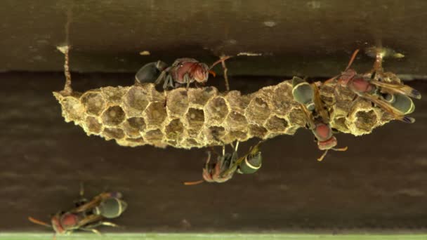 Ninho de vespas na parede do telhado — Vídeo de Stock