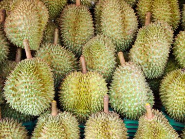 Durian raf
