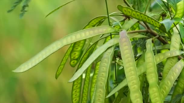Leucaena tree in rainforest — Stock Video