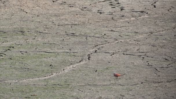 Dove feeding on the dry ground — Stock Video