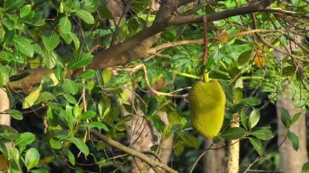 Jackfrucht am Baum — Stockvideo