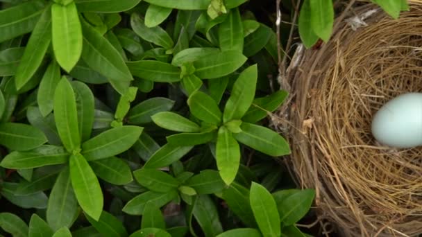 Птичье гнездо с яйцом — стоковое видео