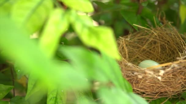 Nido de aves con huevo — Vídeo de stock