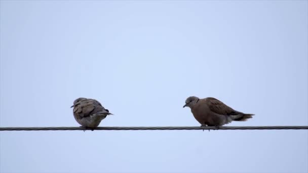 Güvercinler kabloya — Stok video