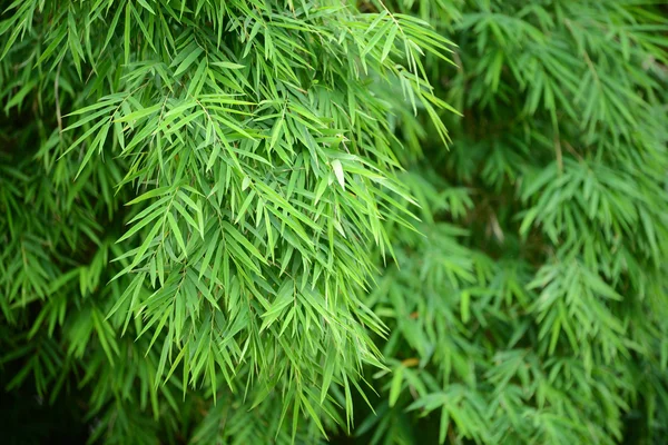 Hutan Bambu Hijau — Stok Foto