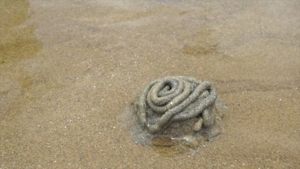 Krabben Löcher am Strand — Stockvideo