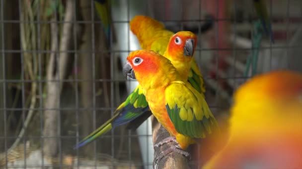 Perroquets dans une cage — Video