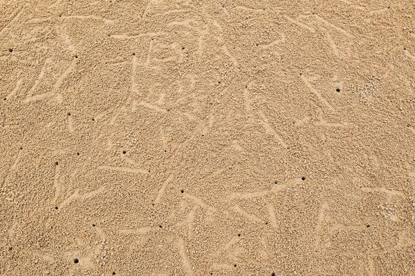 Krabbor hål på stranden — Stockfoto