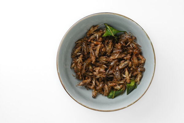 fried insects in cup