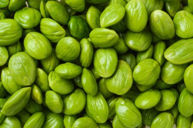 parkia speciosa tohumları