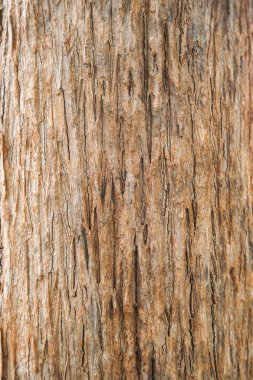 teak tree bark texture clipart