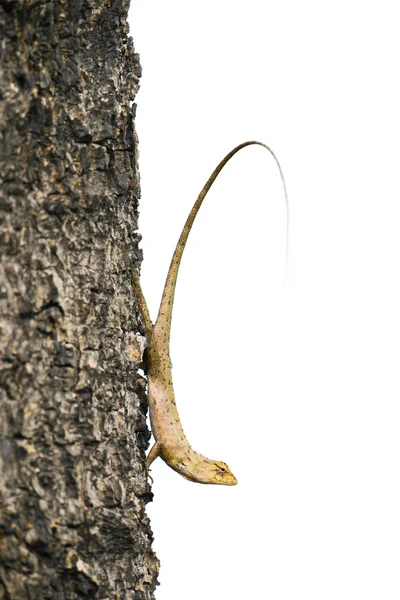 Camaleão na árvore — Fotografia de Stock