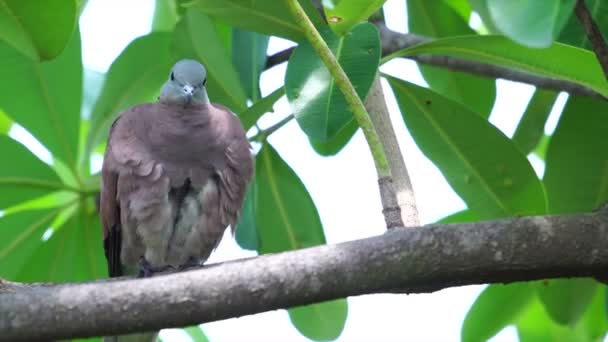 Paloma en el árbol — Vídeos de Stock