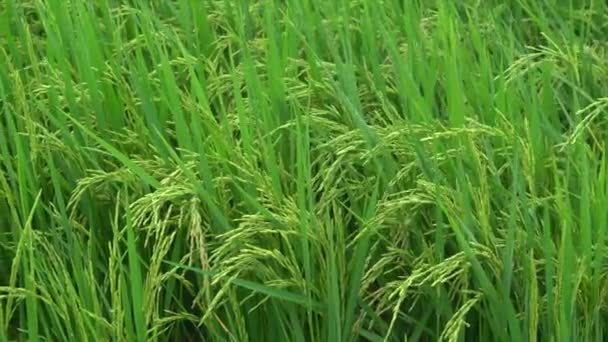 Rice farm with wind — Stock Video