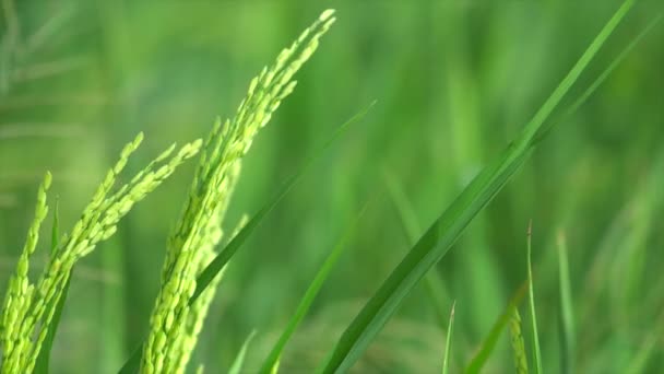 Rice farm with wind — Stock Video