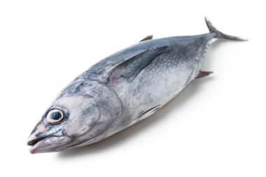 beyaz izole longtail tuna