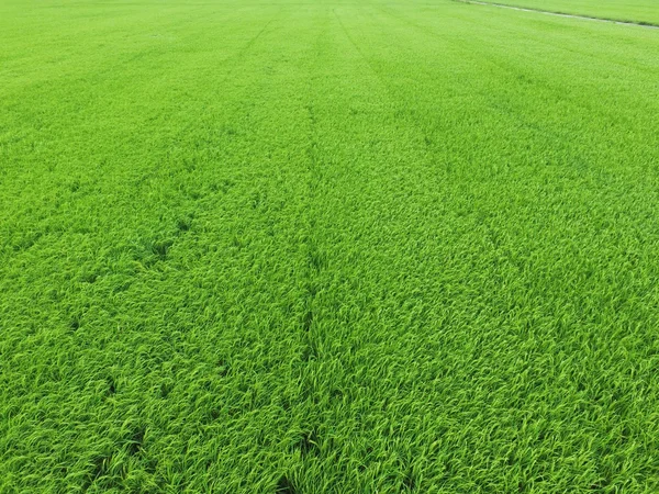 Vista aérea do campo de arroz — Fotografia de Stock