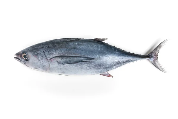 Довгий тунець ізольований на білому — стокове фото