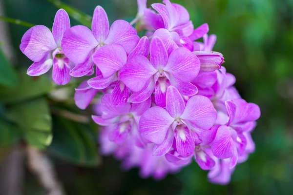 Orquídea rosa no jardim de flores — Fotografia de Stock