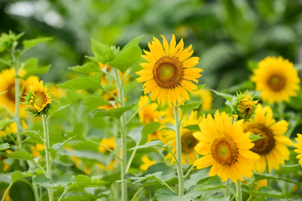 Sonnenblumenfeld im Sommergarten — Stockfoto