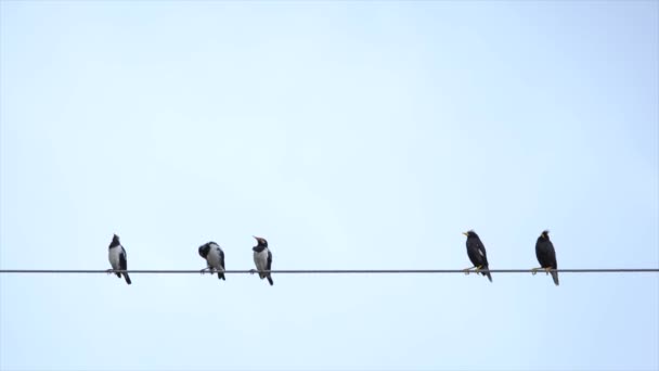 Vogel auf einem Draht — Stockvideo