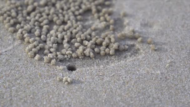 Agujeros de cangrejos en la playa — Vídeos de Stock