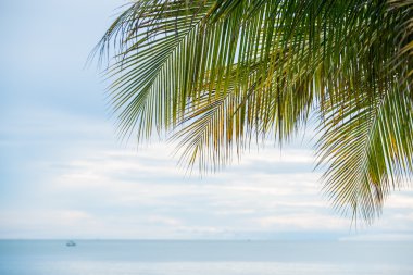 Sahil yapraklarda Plam